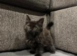 Night - Domestic Kitten For Sale - West Springfield, MA, US