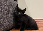 Oliver - Domestic Kitten For Sale - West Springfield, MA, US