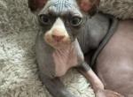 Hamburglar - Sphynx Kitten For Sale - PA, US