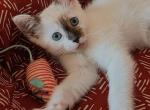 Snow White - Domestic Kitten For Adoption - Philadelphia, PA, US