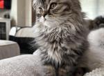 Male Brown Mackerel Tabby Doll Face Persian - Persian Kitten For Sale - River Falls, WI, US