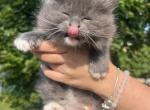 Muffin - Ragdoll Kitten For Sale - Syracuse, NY, US