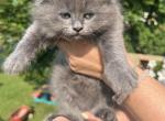 Puffy - Ragdoll Kitten For Sale - Syracuse, NY, US