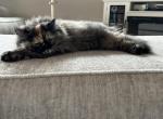 Female Tortoiseshell Persian - Persian Kitten For Sale - River Falls, WI, US