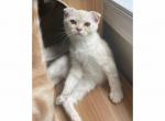 Xander - Scottish Fold Kitten For Sale - Angier, NC, US