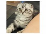 Xane - Scottish Fold Kitten For Sale - 