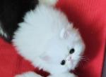 White Beauty - Persian Kitten For Sale - Greenwood, SC, US