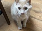 chalupa - American Shorthair Cat For Adoption - Richmond, IN, US