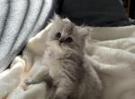 Persian kittens - Persian Kitten For Sale - Las Vegas, NV, US