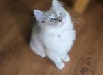 Sisu mitted blue lynx - Ragdoll Kitten For Sale - Winchester, VA, US