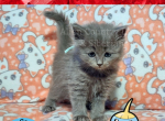 Surskit of Pokemon Ruby Edition - Siberian Kitten For Adoption - Tampa, FL, US