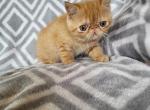 Red tabby persian kitty's - Exotic Kitten For Sale - Fort Loudon, PA, US