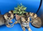 Scottish kittens - Scottish Fold Kitten For Sale - Inman, SC, US