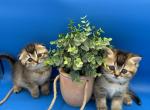 Scottish kittens - Scottish Fold Kitten For Sale - 