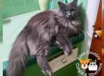 Glasha Queen of the Floof - Siberian Cat For Sale/Retired Breeding - Tampa, FL, US