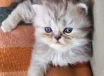 Baela - Persian Kitten For Sale - NJ, US