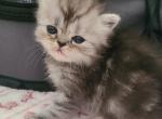 Marble - Persian Kitten For Sale - NJ, US