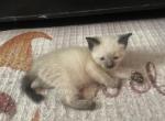 Calico female - Balinese Kitten For Sale - Worcester, MA, US