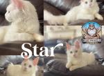 Star - Maine Coon Kitten For Sale - Sugar Land, TX, US