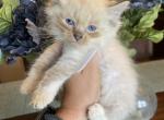 Seal lynx mitted female - Ragdoll Kitten For Sale - Butler, PA, US