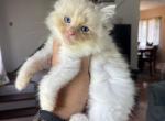 Seal lynx bi color female - Ragdoll Kitten For Sale - Butler, PA, US