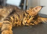 Flash - Maine Coon Kitten For Sale - Jacksonville, FL, US