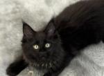 Everyman - Maine Coon Kitten For Sale - Jacksonville, FL, US