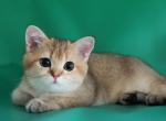 Rembo - British Shorthair Kitten For Sale - Brooklyn, NY, US