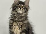 Ronnie - Maine Coon Kitten For Sale - Jacksonville, FL, US