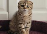 Gloria - Scottish Fold Kitten For Sale - Brooklyn, NY, US