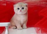 Olaf - Scottish Fold Kitten For Sale - Brooklyn, NY, US