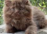 Riana - British Shorthair Kitten For Sale - Brooklyn, NY, US