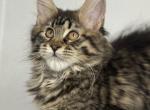 Iris - Maine Coon Kitten For Sale - 