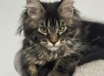 Caitlin - Maine Coon Kitten For Sale - Jacksonville, FL, US