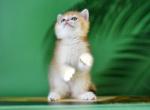 Kristopher - British Shorthair Kitten For Sale - Brooklyn, NY, US