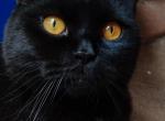 RARE solid Black - British Shorthair Kitten For Sale - 