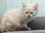 Bristol of Romanov Dynasty - Siberian Kitten For Sale - Ashburn, VA, US