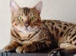 Stunning loving - Bengal Kitten For Sale - 