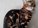 Big Smart Social - Bengal Kitten For Sale - 