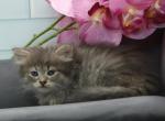 Cambria of Romanov Dynasty - Siberian Kitten For Sale - Ashburn, VA, US