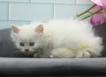 Calix of Romanov Dynasty - Siberian Kitten For Sale - Ashburn, VA, US