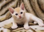 Jayson - Burmese Kitten For Sale - Brooklyn, NY, US