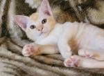 Jasmine - Burmese Kitten For Sale - Brooklyn, NY, US