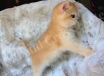 Leona - British Shorthair Kitten For Sale - Chicago, IL, US