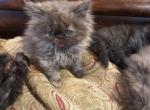 Millie chocolate ready now - Persian Kitten For Sale - Charlotte, NC, US