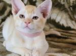 Justin - Burmese Kitten For Sale - Brooklyn, NY, US