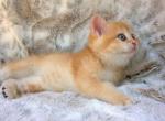 Annie - British Shorthair Kitten For Sale - Chicago, IL, US