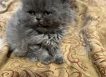 Frosty - Persian Kitten For Sale - Charlotte, NC, US