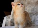 Ezreal - British Shorthair Kitten For Sale - Chicago, IL, US