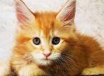 Roksolana - Maine Coon Kitten For Sale - Brooklyn, NY, US